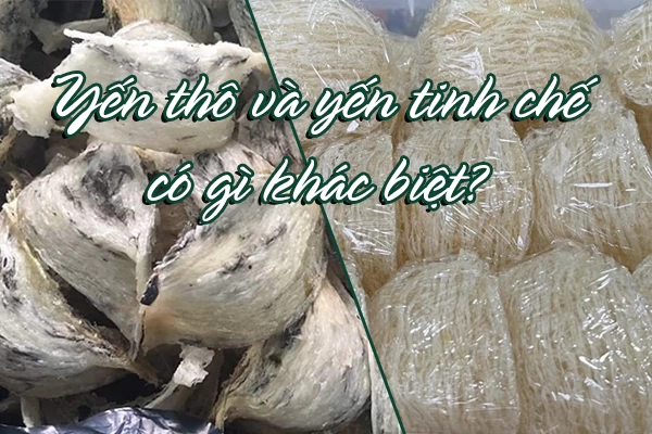 Yến thô và yến tinh chế có gì khác biệt?