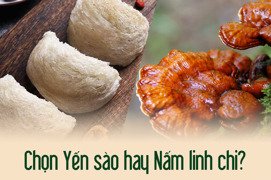 Nên dùng tổ yến hay nấm linh chi để bồi bổ sức khỏe?