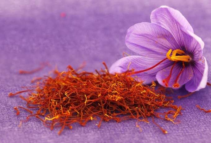 Saffron – "Gia vị" cho sức khỏe